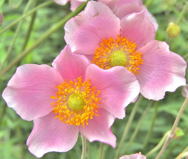 Превью изображения