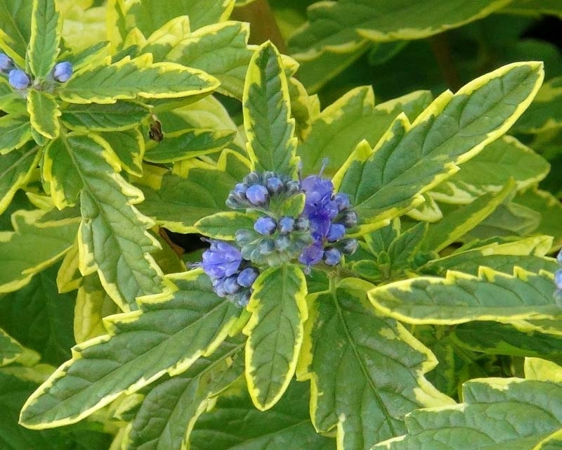 Превью изображения