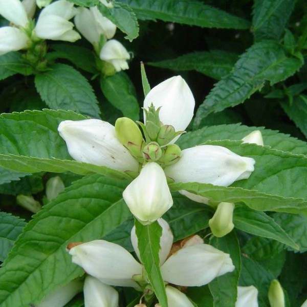 Превью изображения