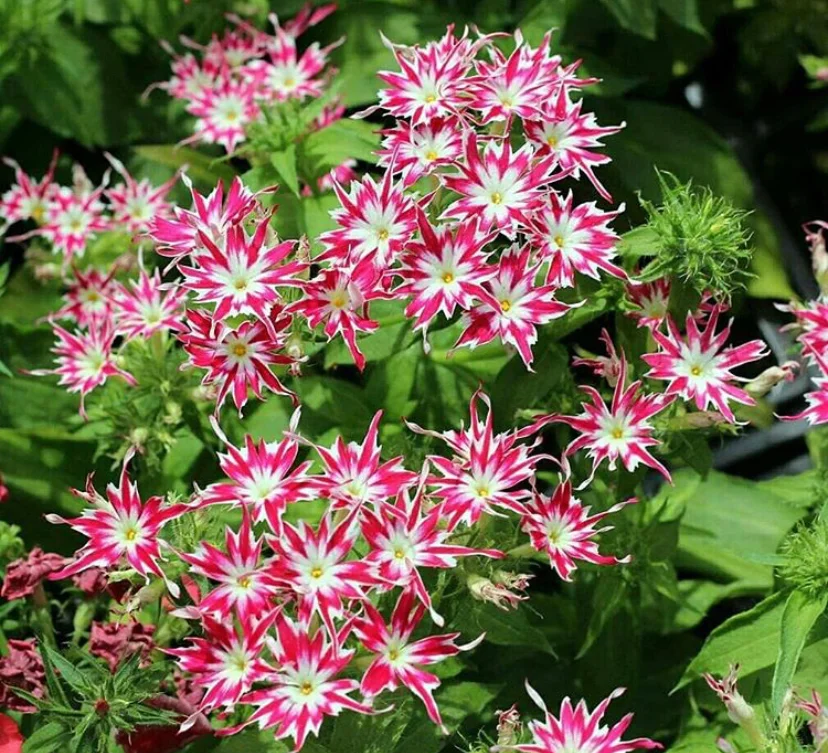 Превью изображения