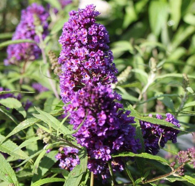 Превью изображения