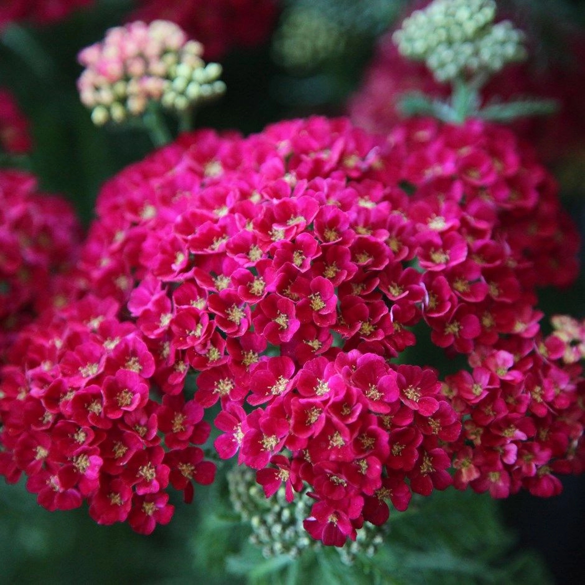 Превью изображения