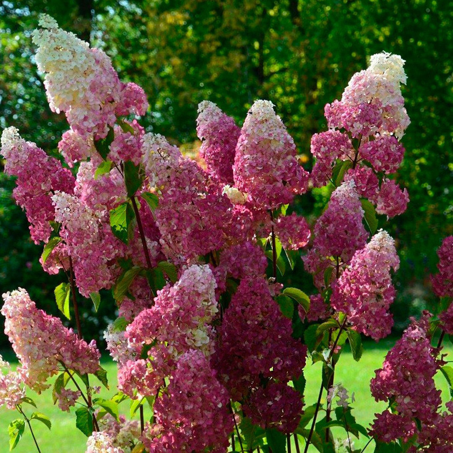 Превью изображения