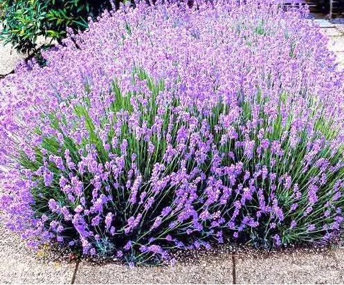 Превью изображения