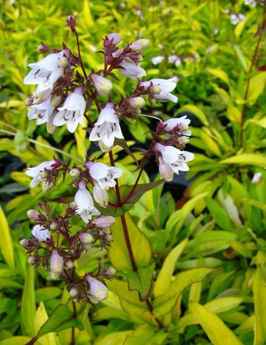 Превью изображения