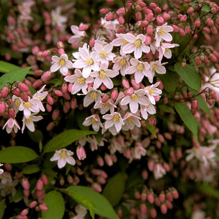 Превью изображения