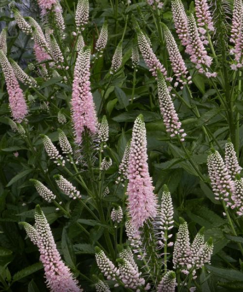 Превью изображения