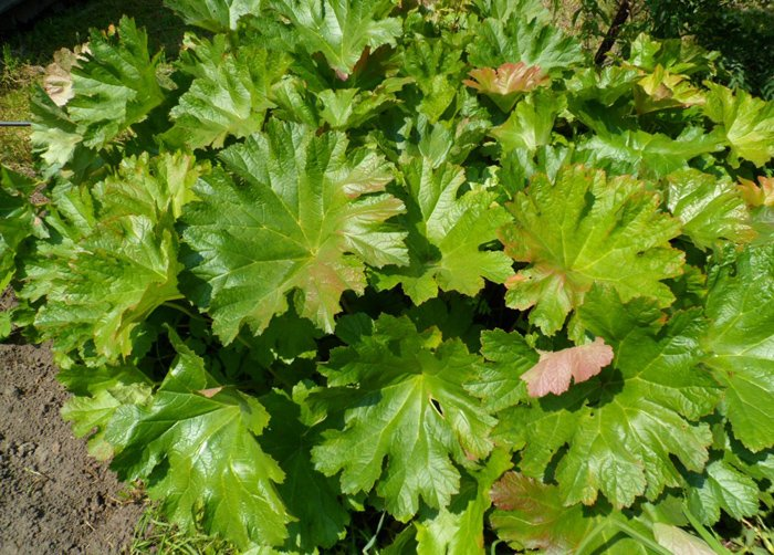 Превью изображения