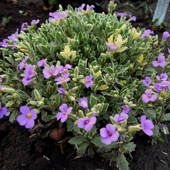 Превью изображения