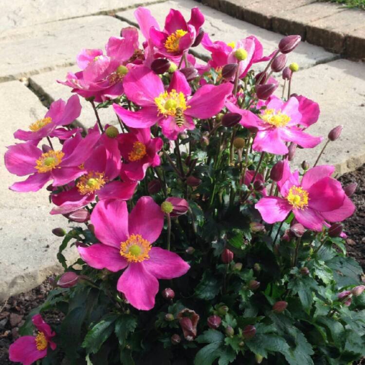 Превью изображения