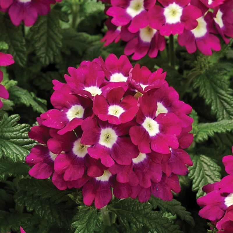 Превью изображения