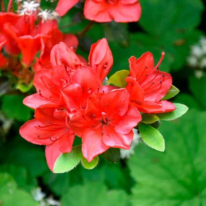 Превью изображения