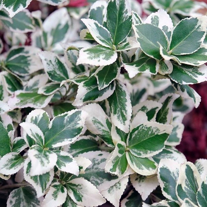 Превью изображения