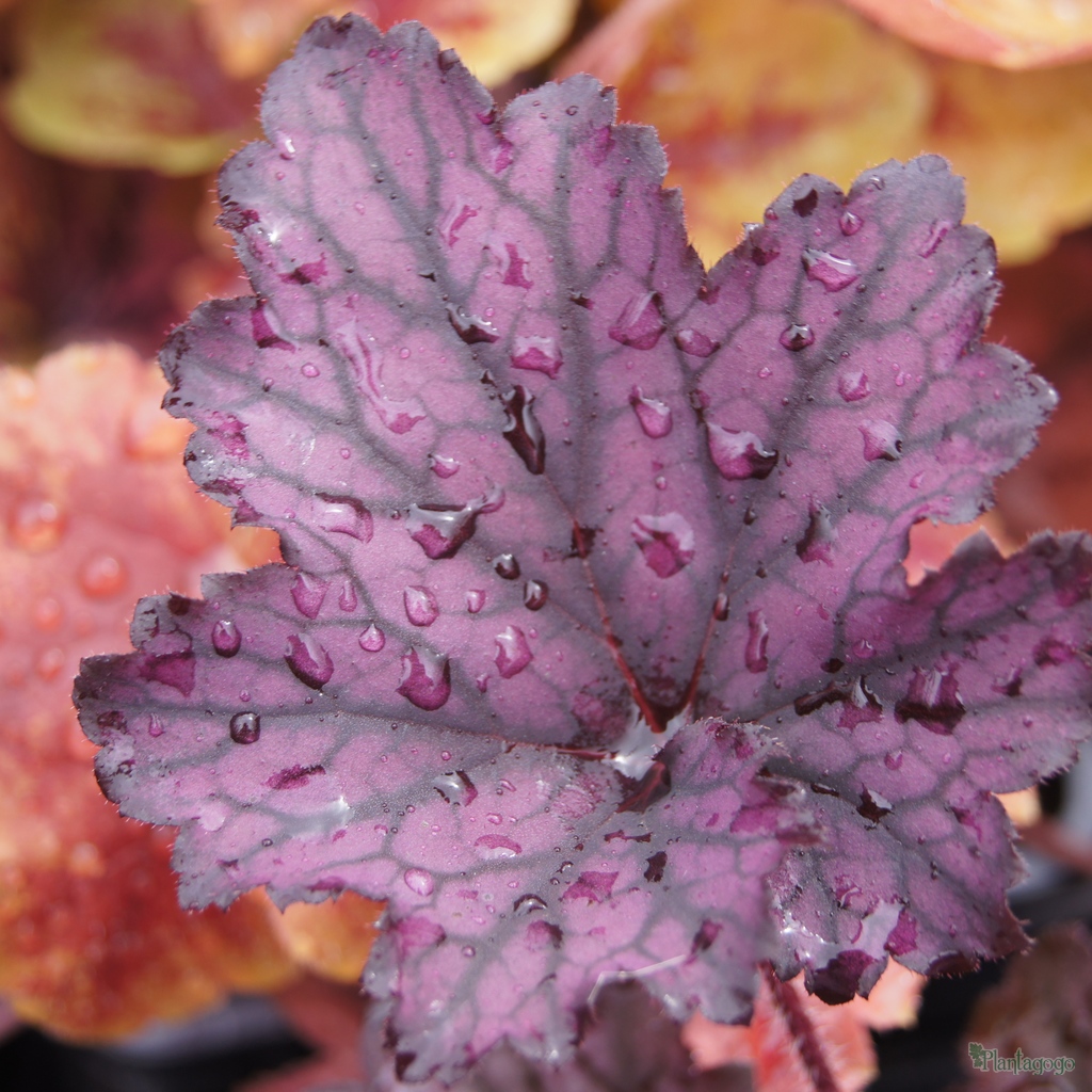 Превью изображения