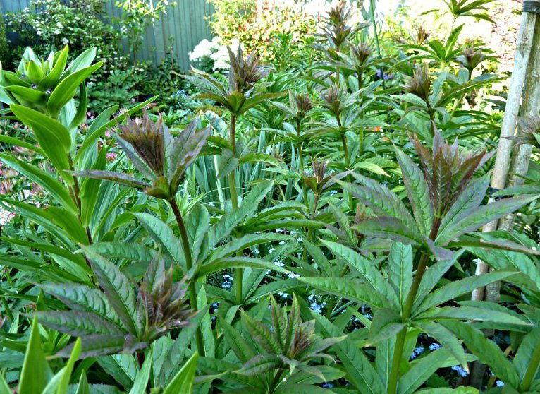 Превью изображения