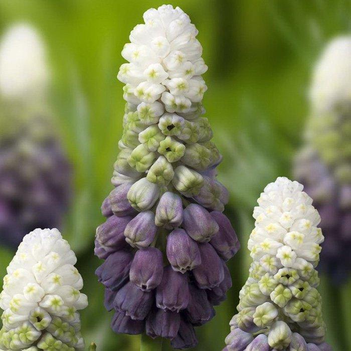 Превью изображения