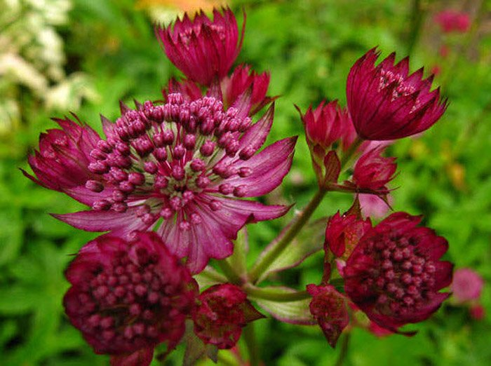 Превью изображения