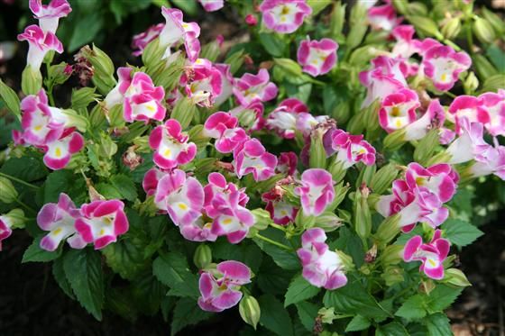 Превью изображения