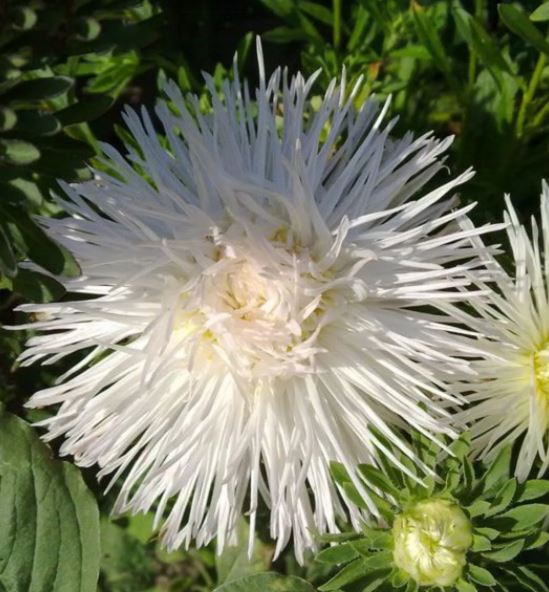 Превью изображения