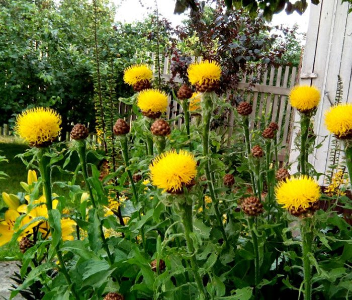 Превью изображения