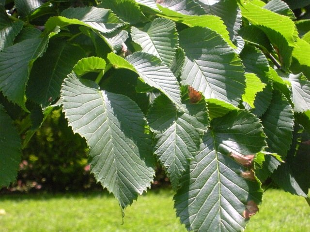 Превью изображения