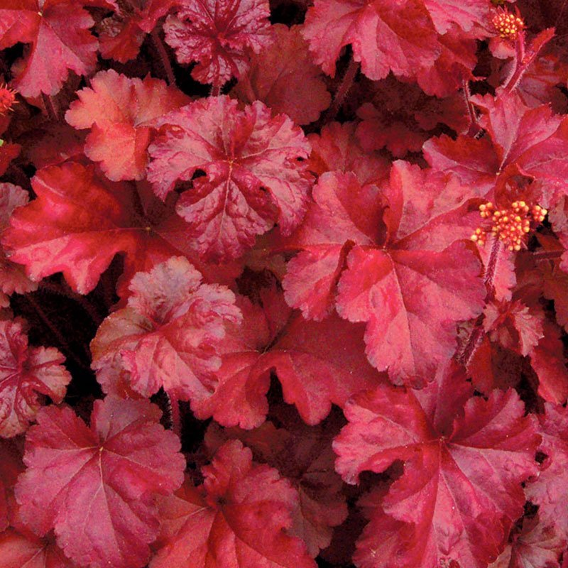 Превью изображения