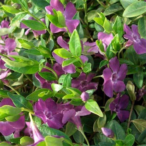 Превью изображения