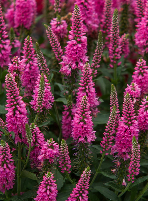 Превью изображения