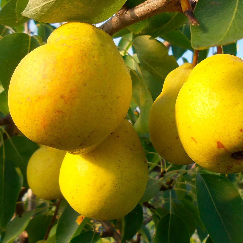 Превью изображения