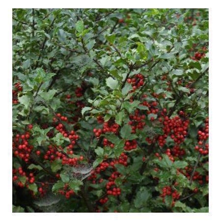 Превью изображения