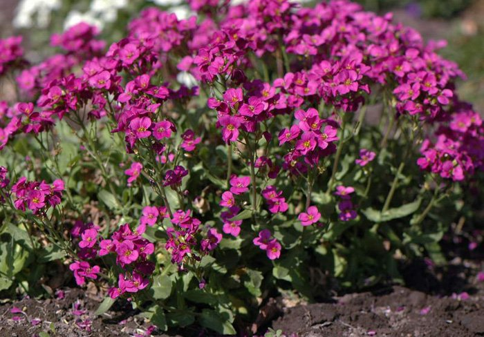 Превью изображения