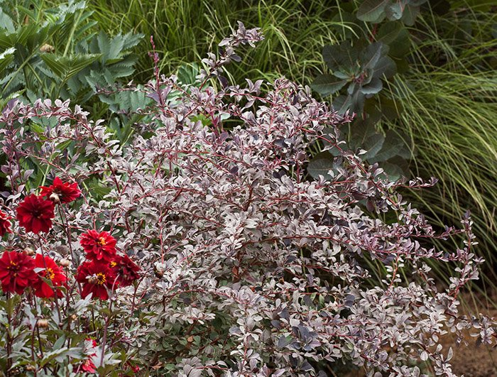 Превью изображения