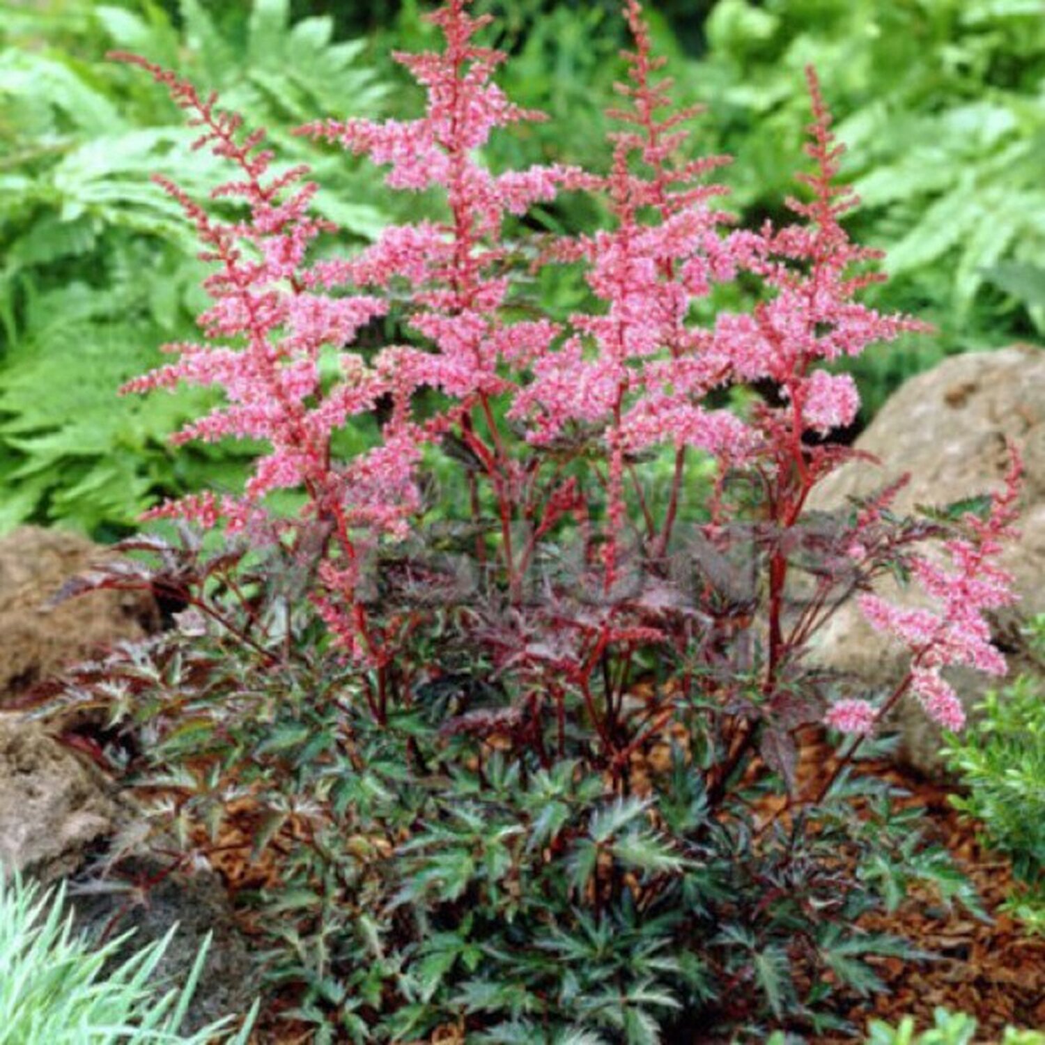 Превью изображения