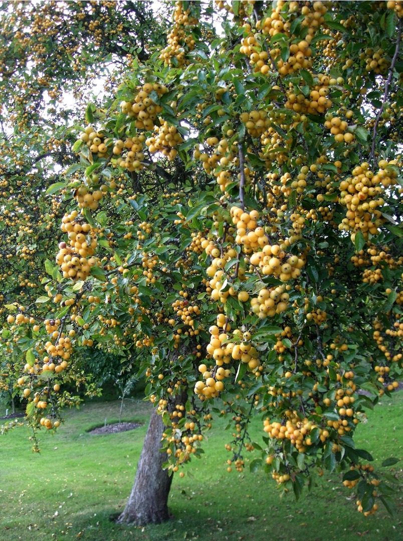 Превью изображения