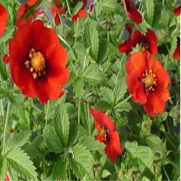 Превью изображения