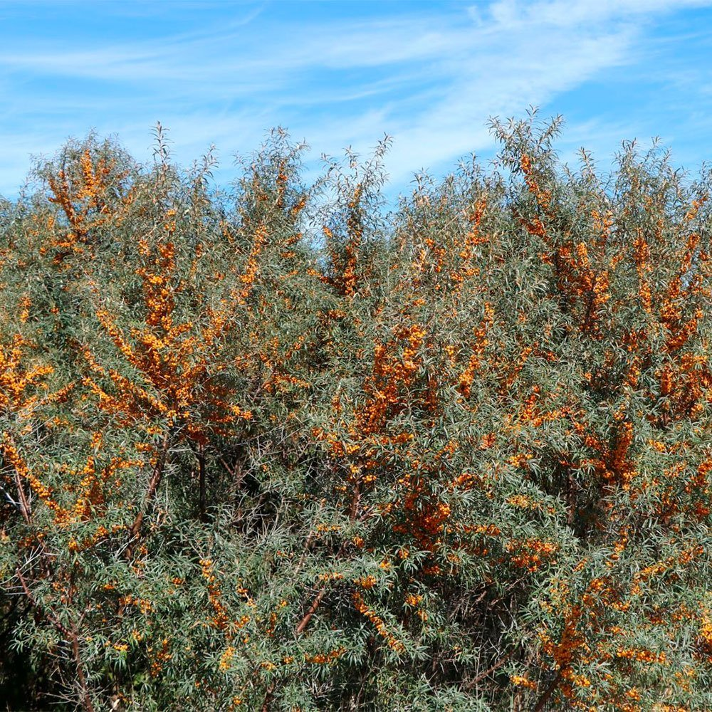 Превью изображения