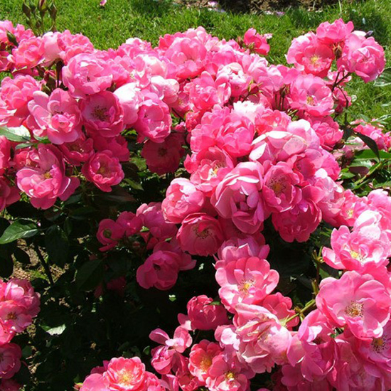 Превью изображения