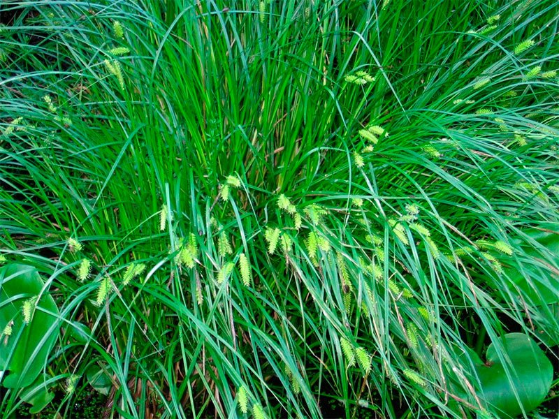 Превью изображения