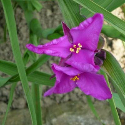 Превью изображения