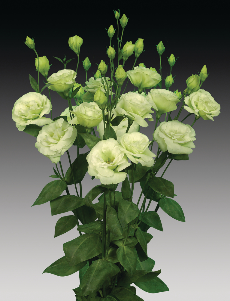 Превью изображения