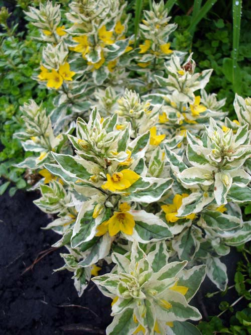 Превью изображения