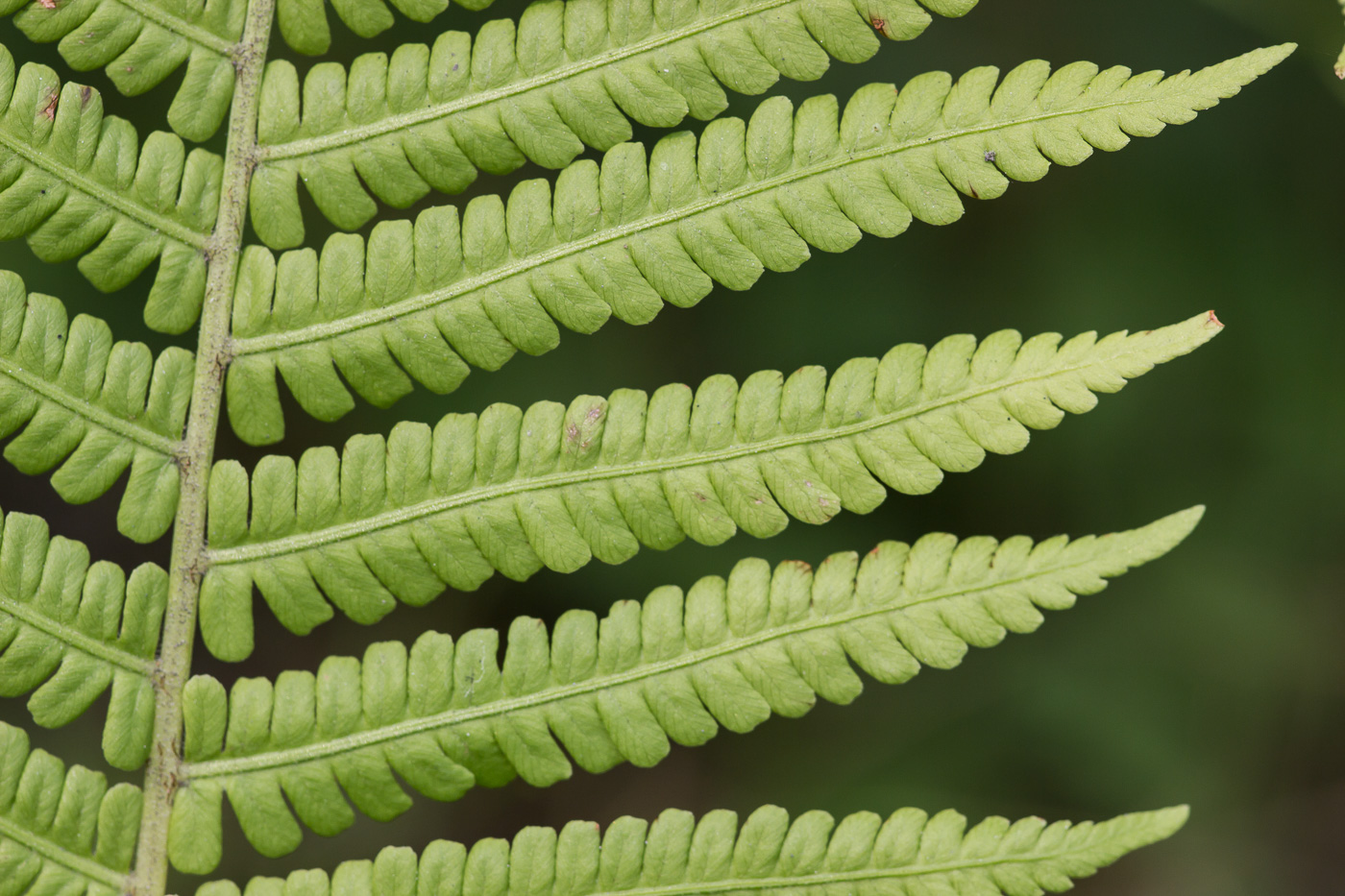 Превью изображения