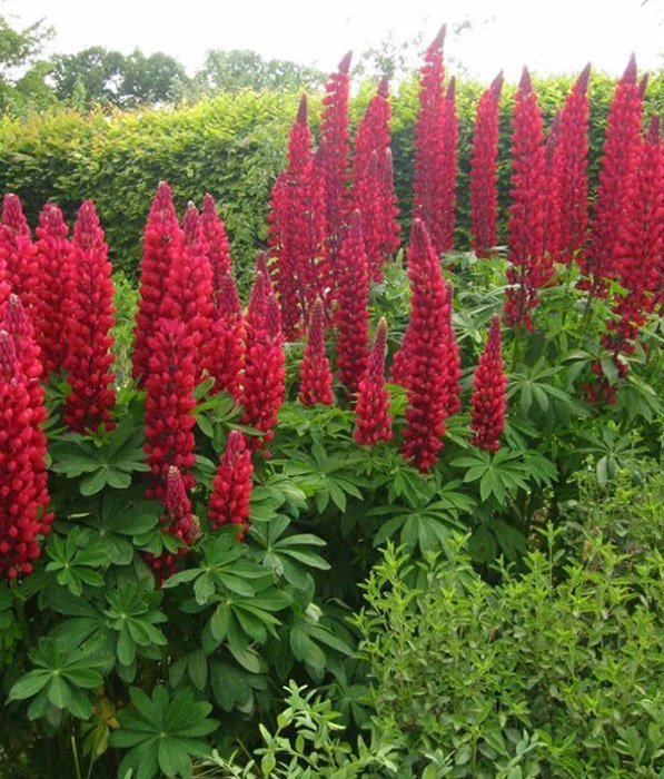 Превью изображения