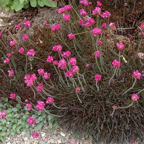 Превью изображения