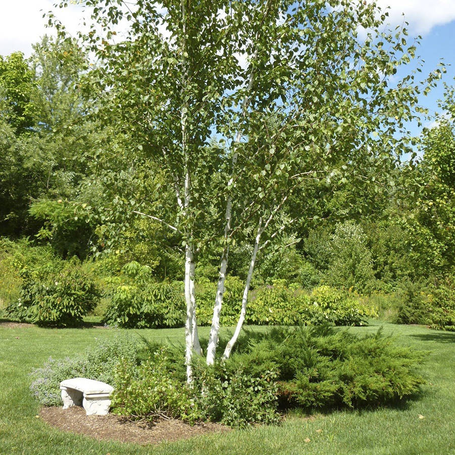 Превью изображения