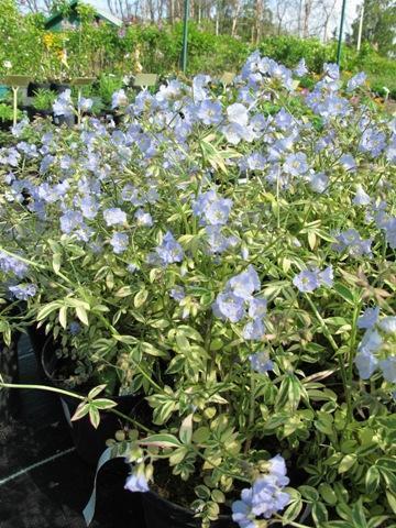 Превью изображения