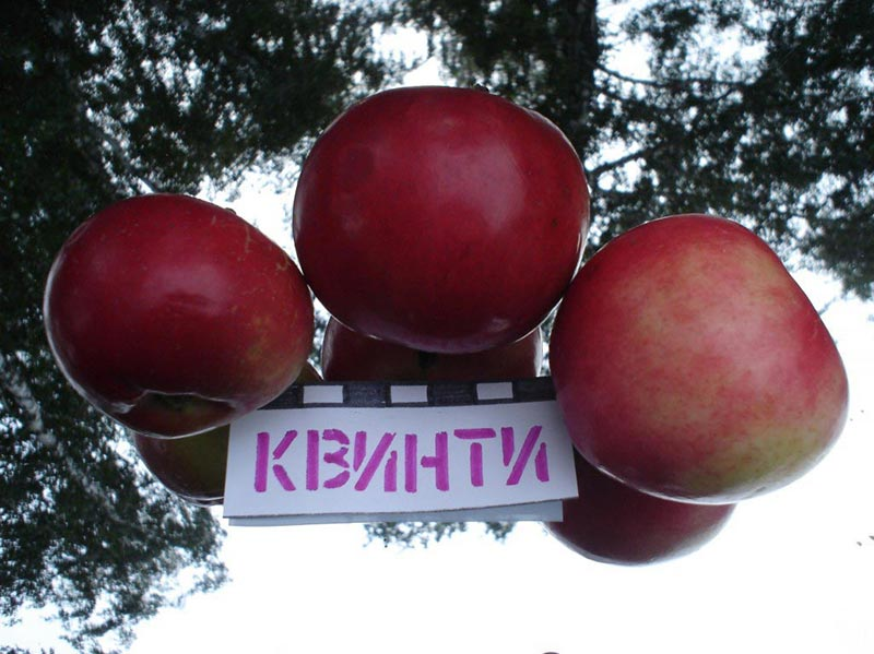 Превью изображения