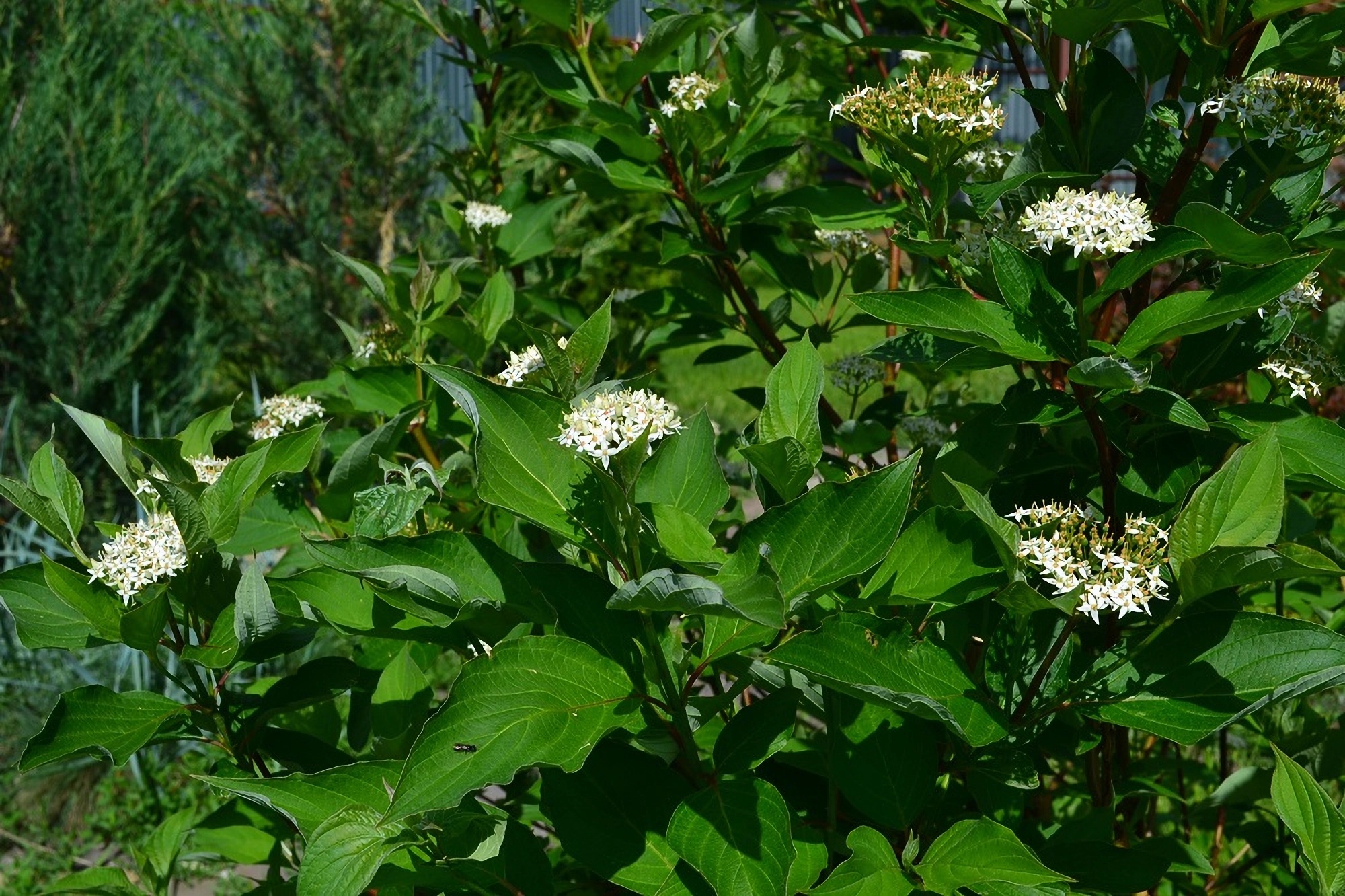 Превью изображения