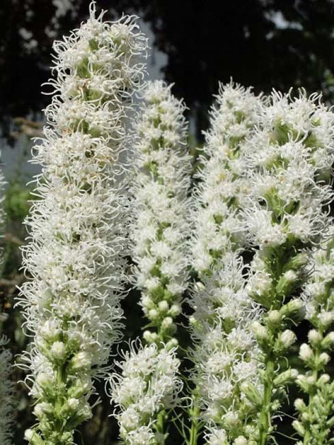 Превью изображения