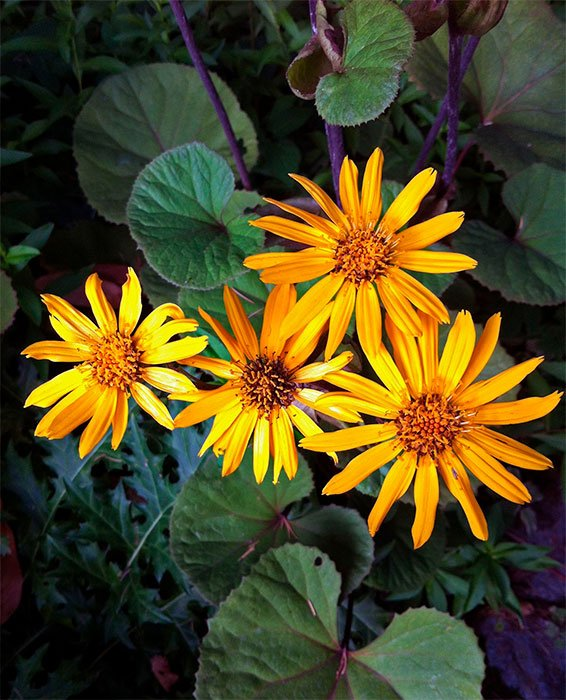 Превью изображения